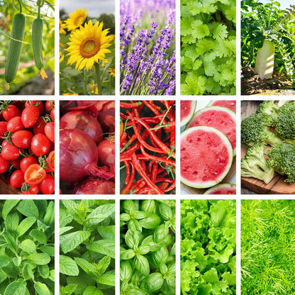 All-in-One Kitchen Garden Seed Bank - 32 Organic Seed Varieties
